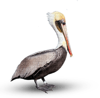 Pelican-RM - 免费PNG