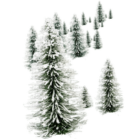 Winter fir - ilmainen png