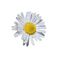 Kwiat stokrotka 6 - zadarmo png