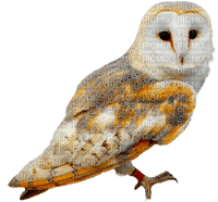 kikkapink autumn owl - фрее пнг