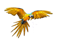 perroquet - PNG gratuit