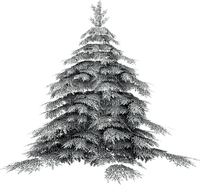 vinter-träd-gran - δωρεάν png