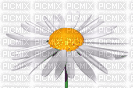 Spinning flower - Bezmaksas animēts GIF