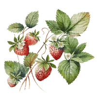 strawberries Bb2 - png gratuito