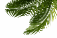 Palmeira - PNG gratuit