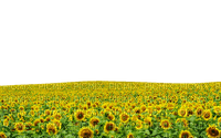 sunflower field champ de tournesol paysage