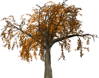Autumn - png gratuito