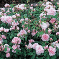 Rena Rosen Roses Hintergrund Background - png ฟรี