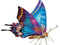 Vlinder - Gratis geanimeerde GIF
