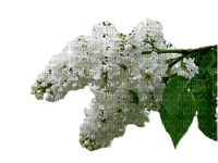 Kwiaty drzewo - ücretsiz png