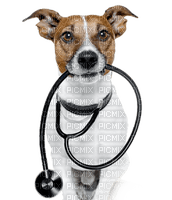 Veterinary clinic bp - zadarmo png