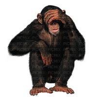 Kaz_Creations Animals Monkey - png gratis