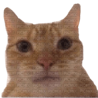 Orange cat selfie meme