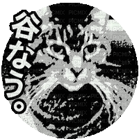 Cat Kitty - Ilmainen animoitu GIF