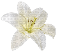 gala flowers - ingyenes png