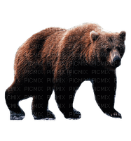 bär bear milla1959 - Free PNG