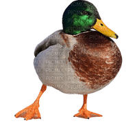 sorsa, duck, lintu, bird - Free PNG