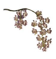 tropical flower dubravka4 - бесплатно png