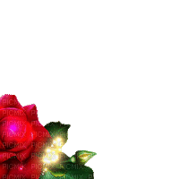 Red rose - GIF animasi gratis