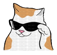 Cool Cat - Free animated GIF