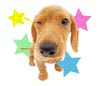 the dog line sticker wink - zdarma png
