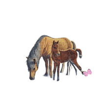Лошадь - фрее пнг
