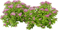 кусты с цветами - kostenlos png