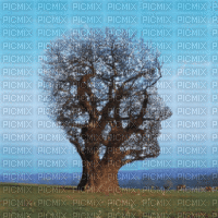 arbre - Δωρεάν κινούμενο GIF