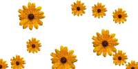 цветочки - Безплатен анимиран GIF