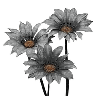 daisy flower - gratis png