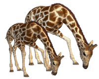 giraffe - png grátis