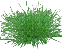 flower,grass,gif - Gratis animeret GIF