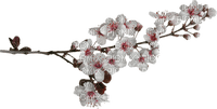 Kwiaty drzewo - kostenlos png