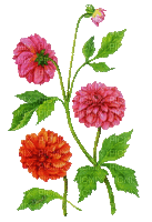 Y.A.M._Spring Flowers Decor - GIF animado gratis