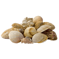 sea shells bp - png gratis