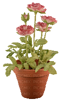 Blumentopf - Nemokamas animacinis gif
