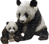 Kaz_Creations Panda Pandas - darmowe png
