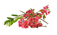 blomma--flower--pink--rosa - 免费PNG