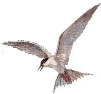 gull katrin - Free PNG