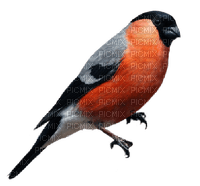 bird bullfinch - безплатен png