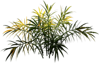 Planta color verde - ingyenes png