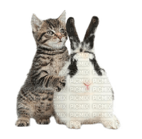 cat and rabbit by nataliplus - PNG gratuit