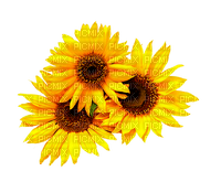 Sunflowers.Brown.Yellow - ücretsiz png