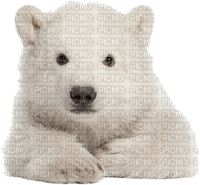 ours polaire - nemokama png