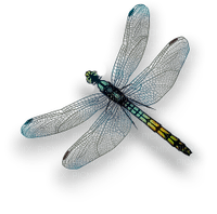 Dragonfly katrin - Free PNG