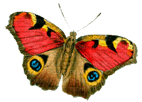 Y.A.M._Summer butterfly - Ilmainen animoitu GIF