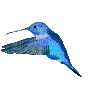 hummingbird - Ingyenes animált GIF