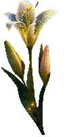 Flor - Bezmaksas animēts GIF