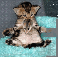 Chat + Souris = Lool - Free animated GIF