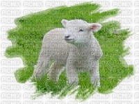 mouton - png grátis